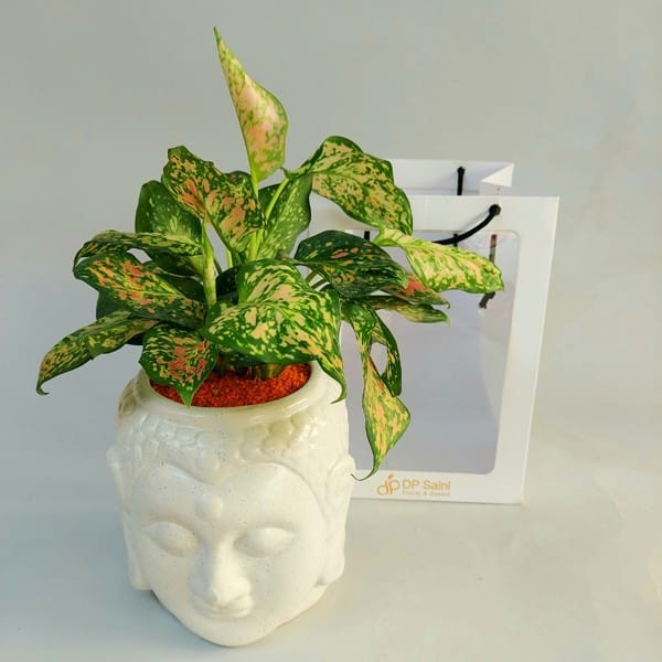 Aglaonema Plant in White Buddha Pot