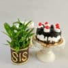 Lucky Bamboo Plant (SIS) with Cake