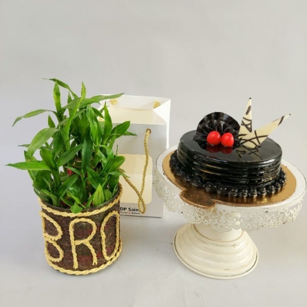 Lucky bamboo plant (BRO) with Cake