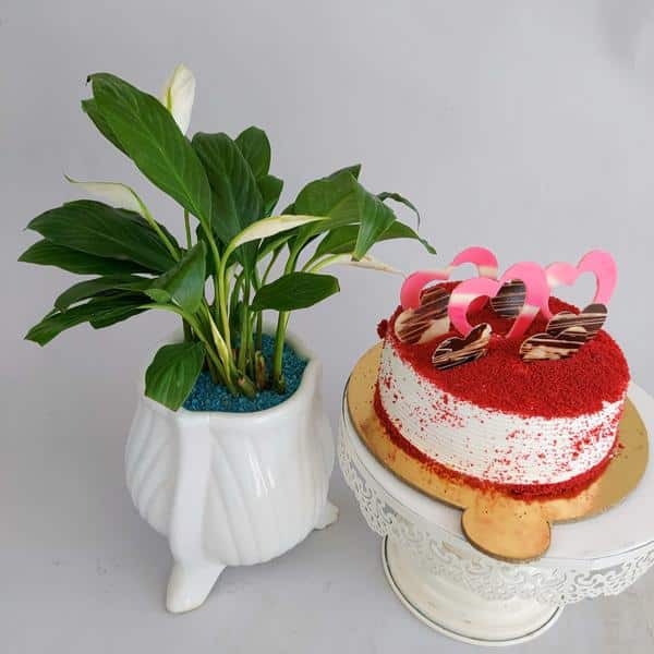 Peace Lille Plant & Cake