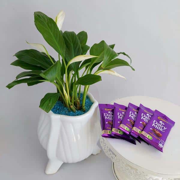 Peace Lily Plant with Dairy Milk Chocolates