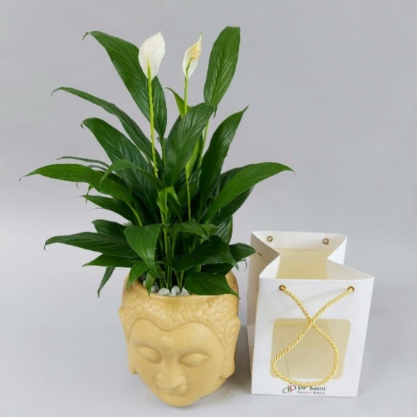 Peace Lilly Plant in Buddha Pot